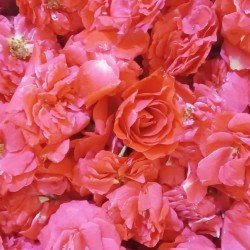 Butter Rose Butter Rose