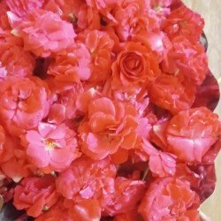 Butter Rose Butter Rose