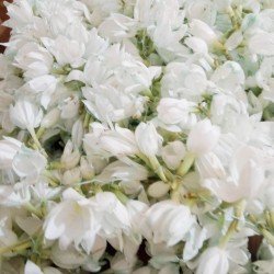 Jasmine Jasmine