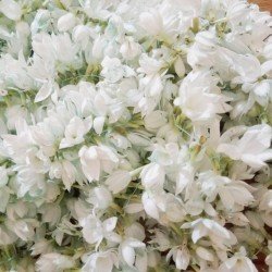 Jasmine Jasmine
