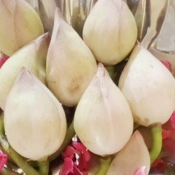 Lotus (2 pc) Lotus (2 pc)