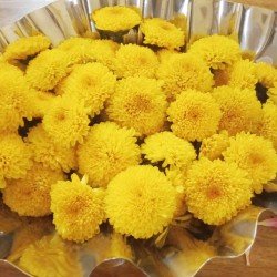 Chrysanthemum Chrysanthemum