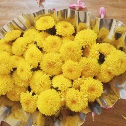Chrysanthemum Chrysanthemum