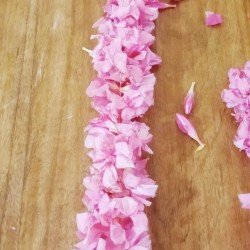 Oleander String Oleander String