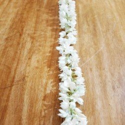 Jasmine String Jasmine String