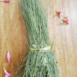 Dhruva Grass Dhruva Grass