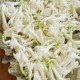 Tuberose Flower Tuberose Flower